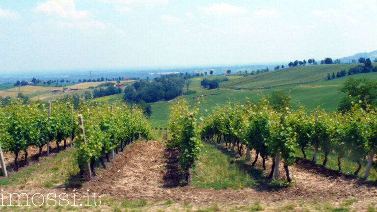 Il vino, questo sconosciuto