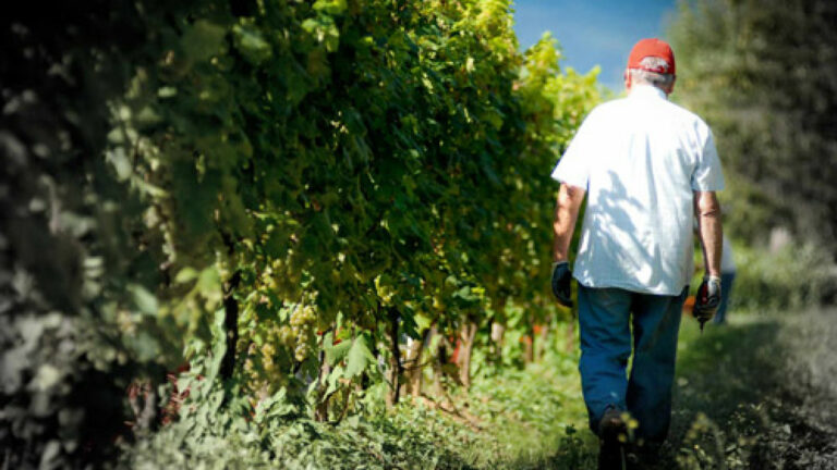 Cantine Lunae: in Lunigiana una storia familiare di passione e Vino