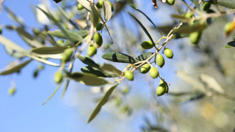 Le Mignole: dal Ponente Ligure tutta la fragranza dell’olio extra vergine di oliva