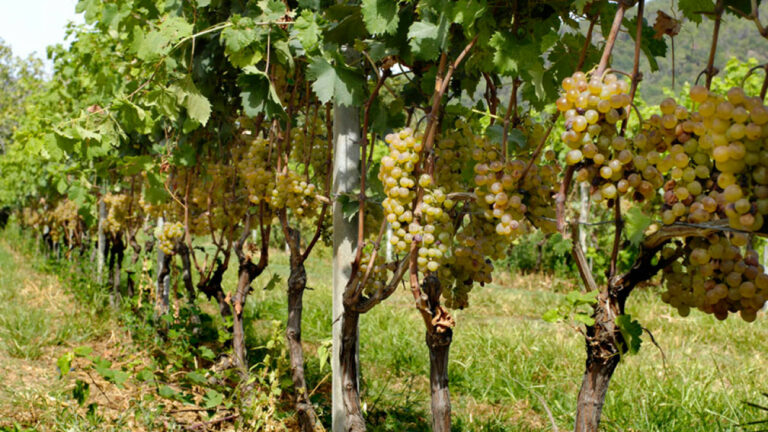 Azienda agricola Innocenzo Turco: la passione per il vino a tutela del territorio